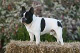 BOULEDOGUE FRANCAIS 1144